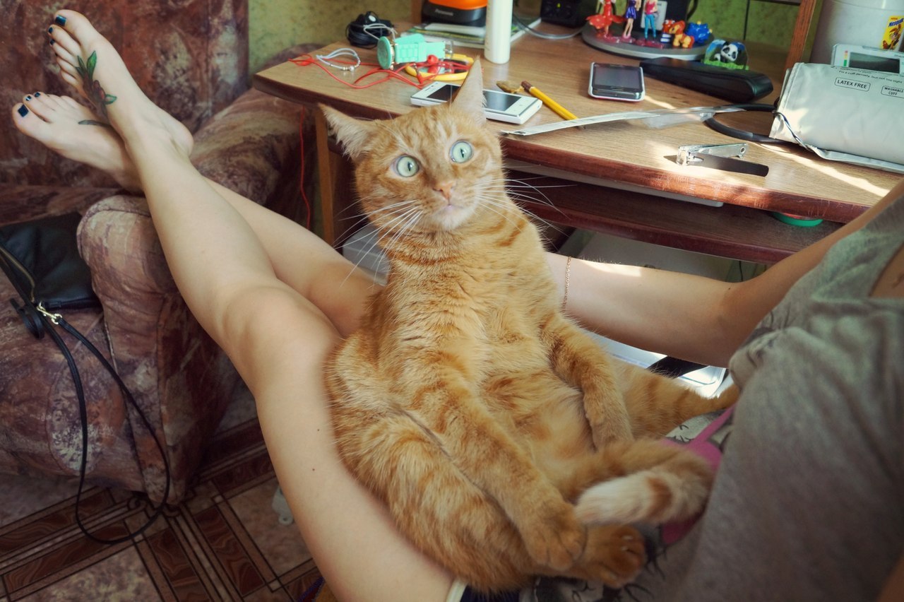 What do you mean I'm a cat? - cat, Astonishment, Go nuts, Redheads, Photo, Legs, Girls