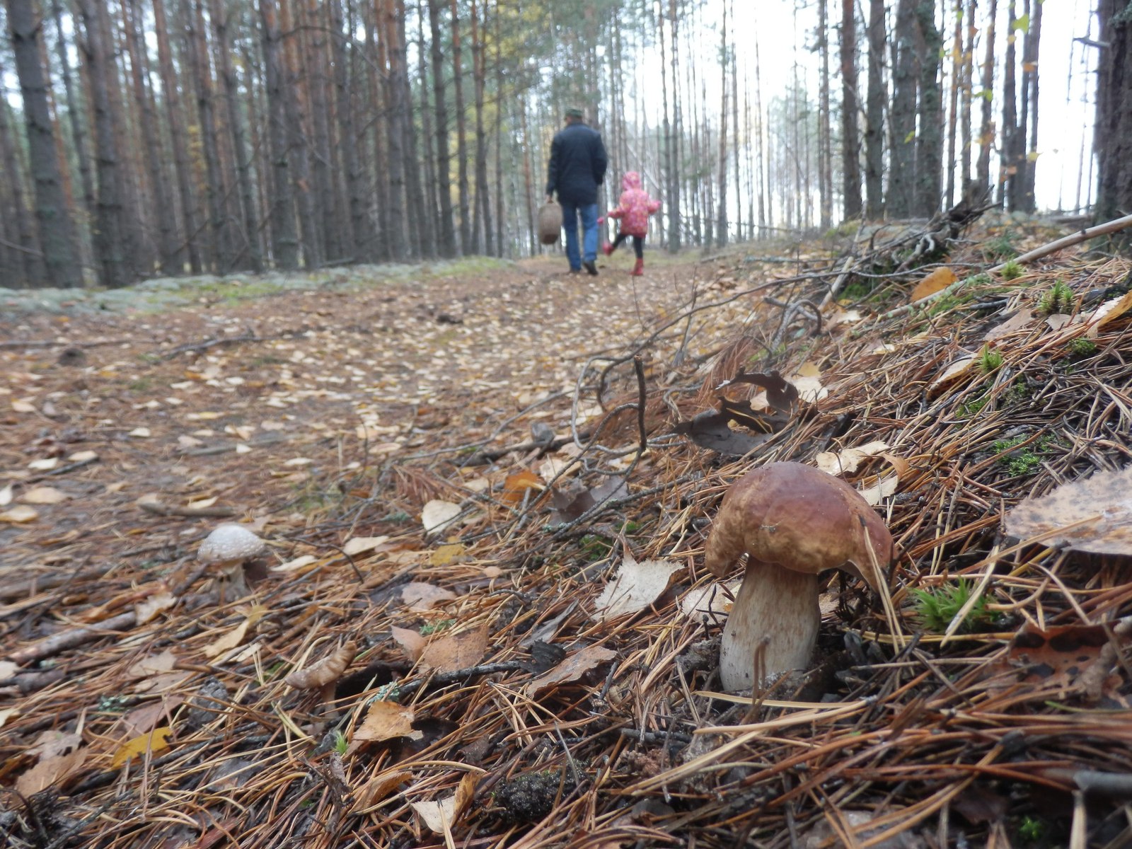 Mushrooms - My, Mushrooms, Chuvashia, Zavolzhye, Longpost