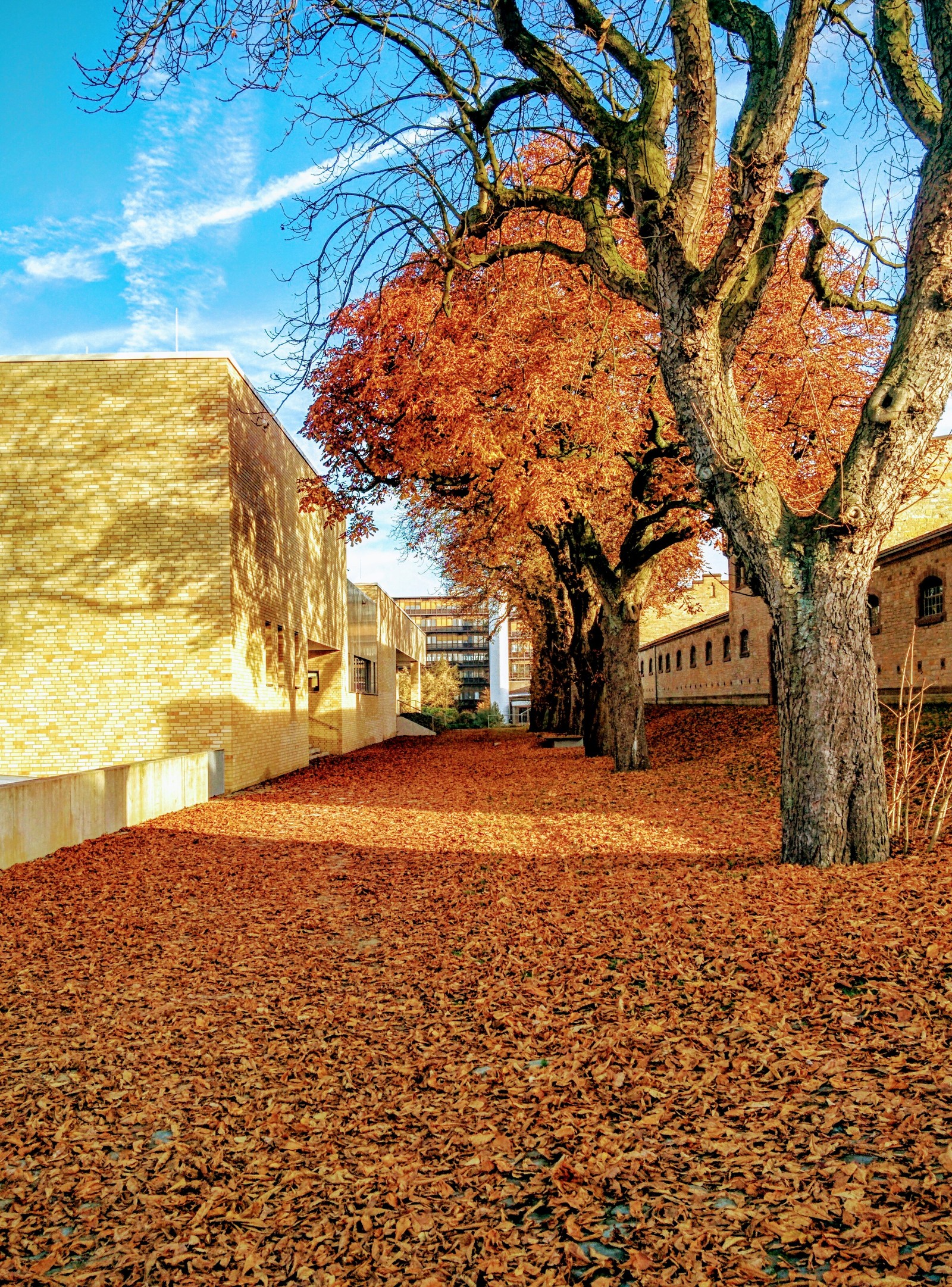 German autumn. - My, Autumn, Germany, Leaves