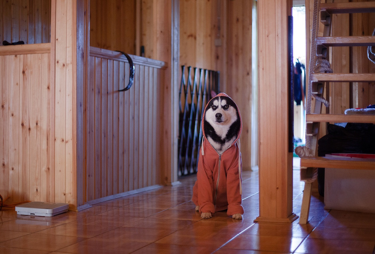 What are you staring at? Did you look at the thermometer? - Husky, Dog