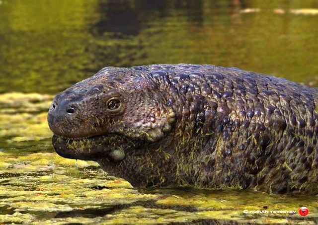 Парейазавры. - Моё, Ssynapsid, Парейазавры, Пермский период, Лига биологов, Палеонтология, Длиннопост