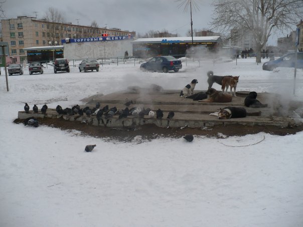 Живой уголок... - Собака, Голубь, Тепло