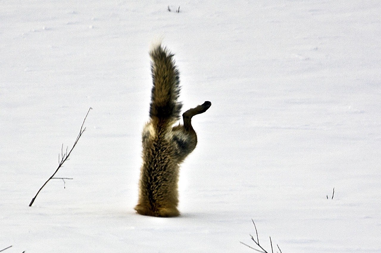 Pikabu in the last days (short Kamchatka snowdrifts) - Snow, Kamchatka, Snowdrift, Russia