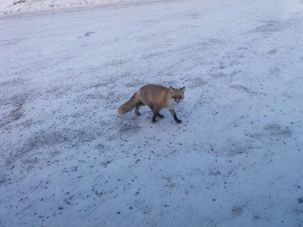 Fox (foxes?) on the Neryungri highway in Yakutia - Fyr, Fox, Yakutia, Track, Animals, Photo, Longpost