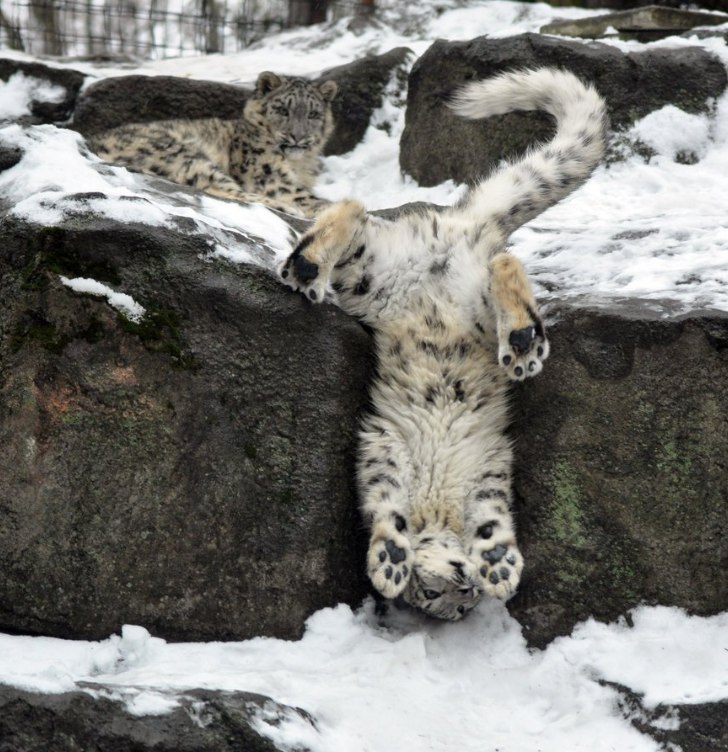 Stuck - Snow Leopard, Animals, Milota