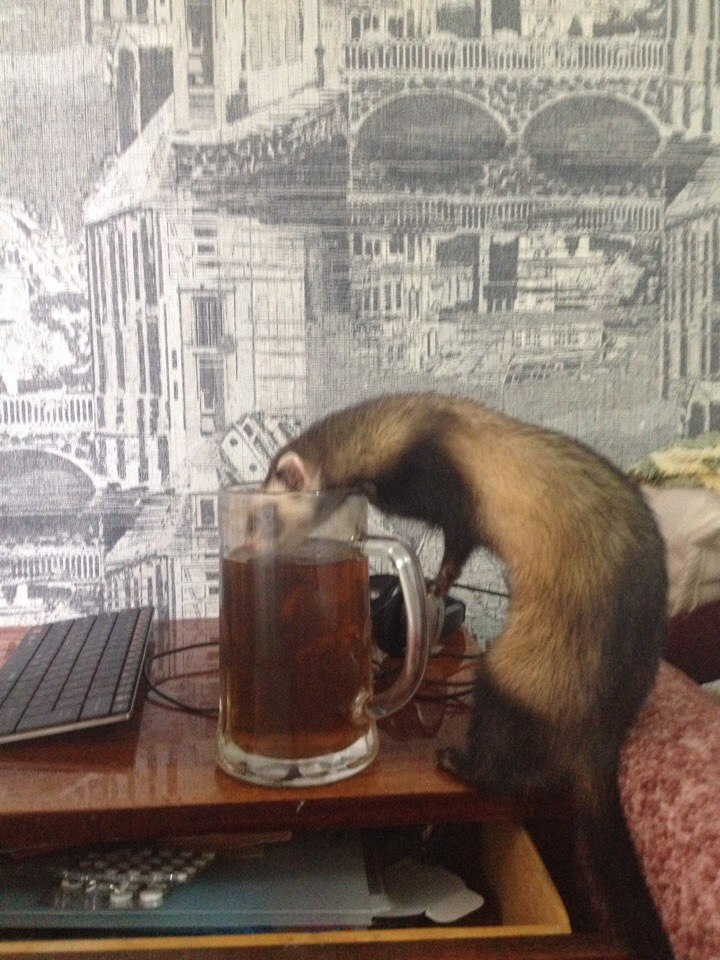 Turned away for 5 minutes - Ferret, Beer, Alcoholics