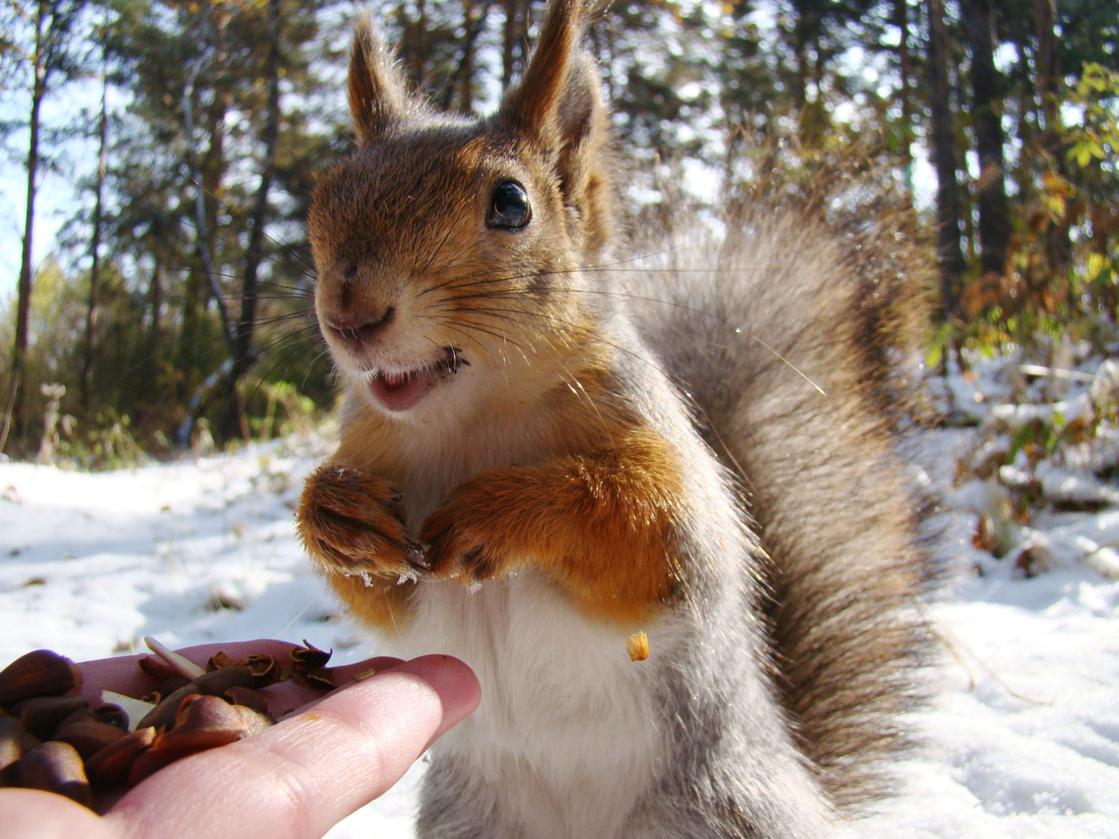 And it's all mine? or 3 types of squirrel surprise - My, Squirrel, Astonishment, Animals, Milota