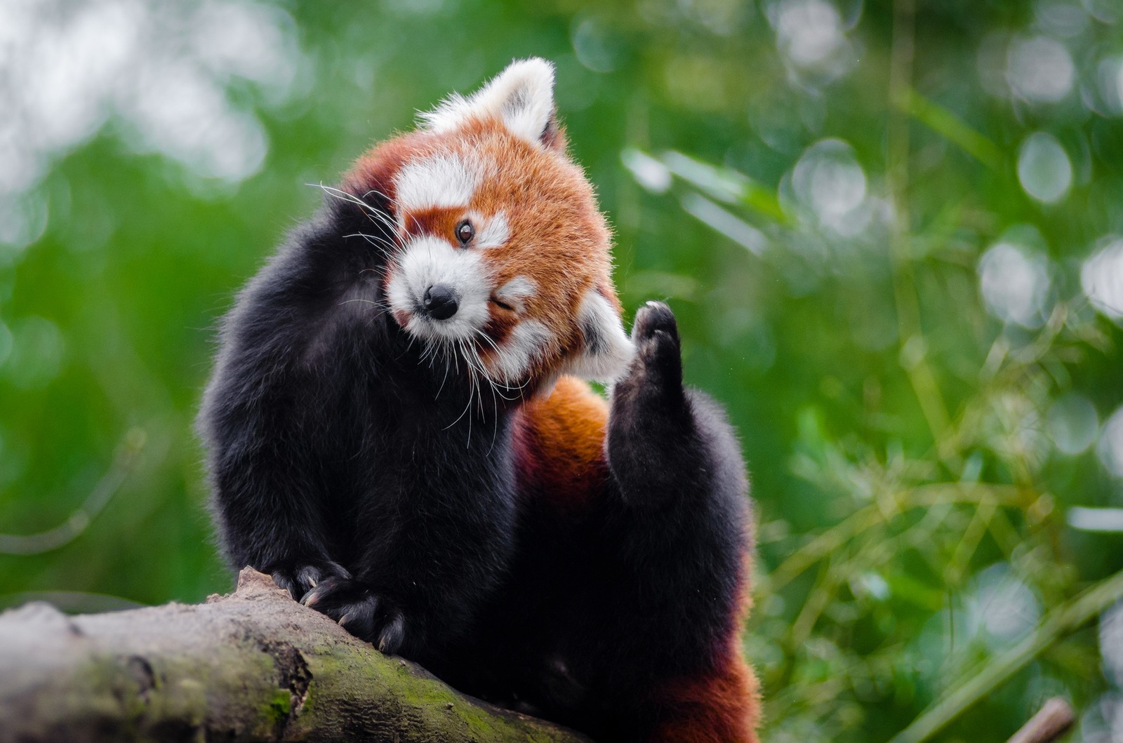 red panda - , Red panda, Longpost