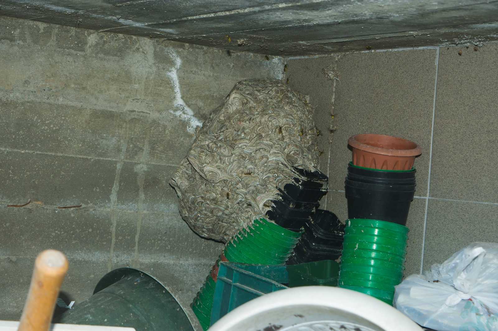 Maybe I'd rather sell the house... - My, Wasp, Hive, Nest, Cottage, Basement, Insects, Kill IT with Fire