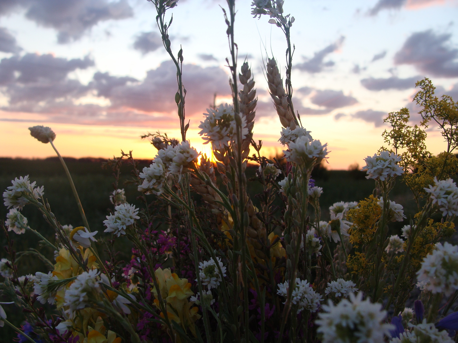 A piece of my summer. - My, Summer, Wildflowers, Flowers, My, Photo