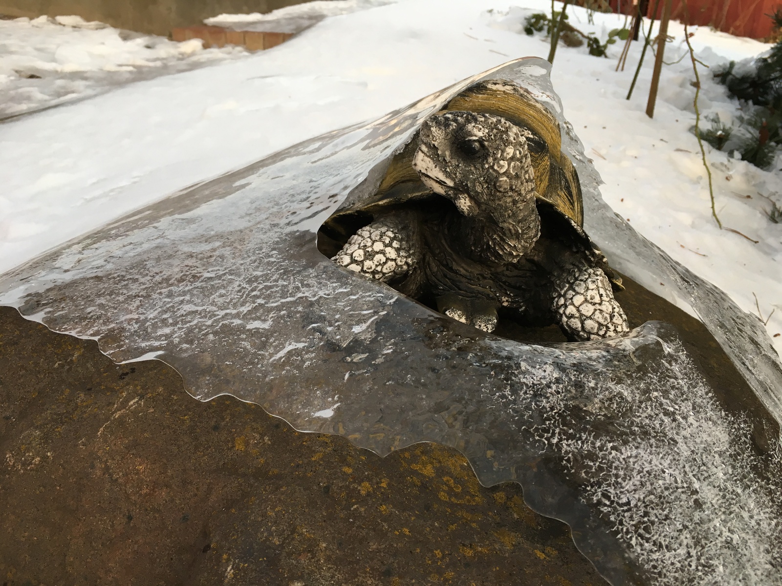 I'm in the house - My, Turtle, Ice, Cold