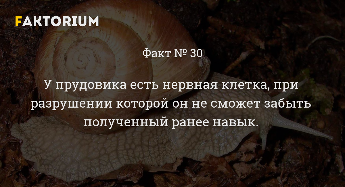 The pond snail has a nerve cell, upon destruction of which he will not be able to forget the previously acquired skill. - , Memory, , Neurons