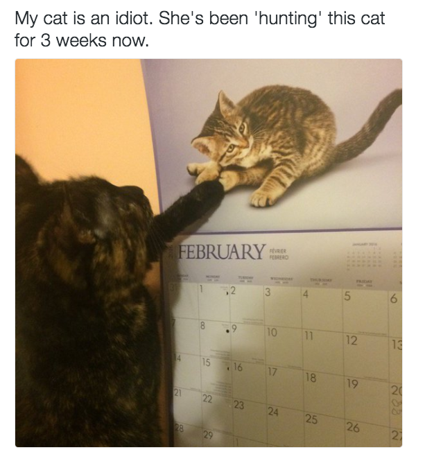 19 Beautiful Furry Idiot Cats - cat, Photo, , Humor, Longpost