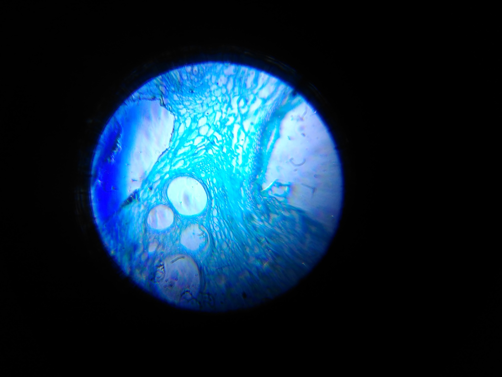 Microscope - My, Microscope, Increase, Photo, Longpost