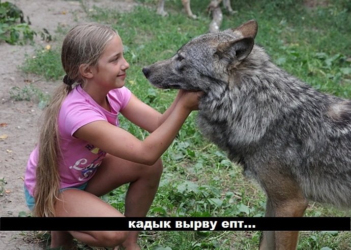На Урале школьникам предложили защищаться от волков с помощью рукопашного  боя! | Пикабу