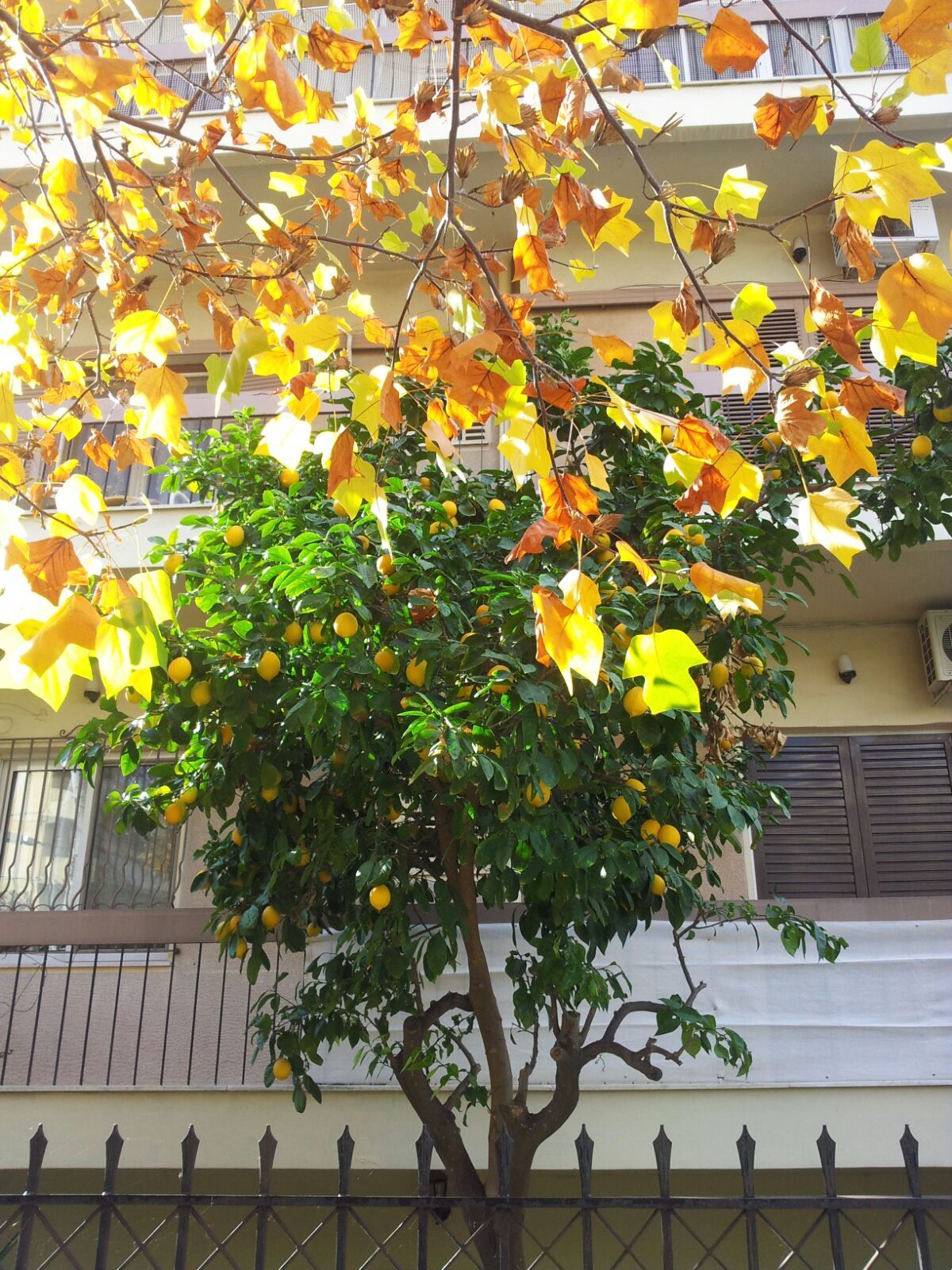 November in Athens - My, My, Photo, Autumn, Tangerines, Athens, Greece, Longpost