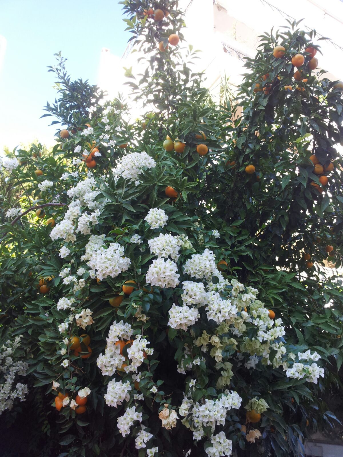 November in Athens - My, My, Photo, Autumn, Tangerines, Athens, Greece, Longpost