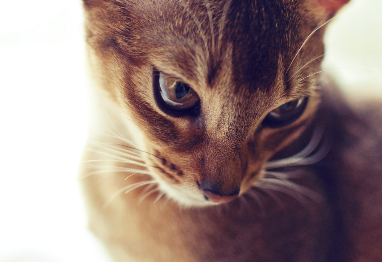 Miraculous Abyssinians - My, cat, My, Abyssinian cat, Photo, Portrait, , 