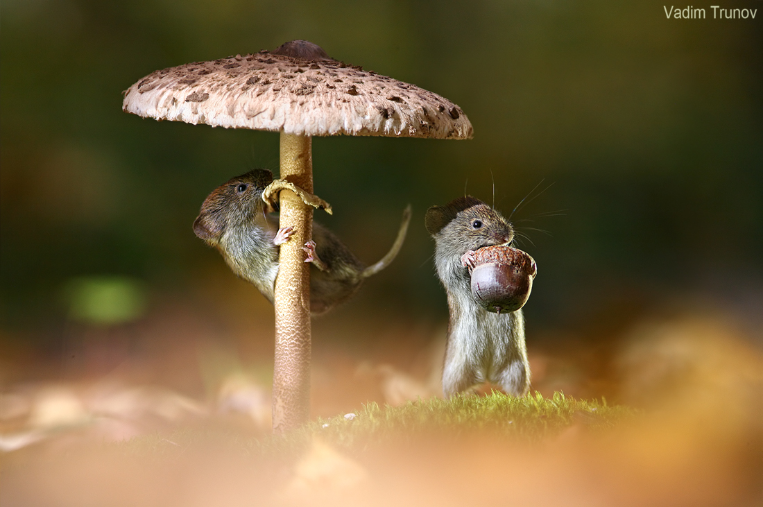 Under an umbrella... - Animals, Mouse, Forest, Mushrooms, Longpost