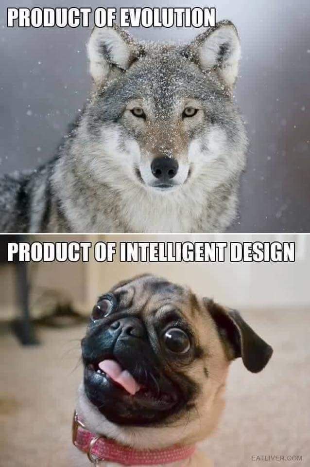 Evolution vs selection - Evolution, Selection, Genetics, Wolf, Dog