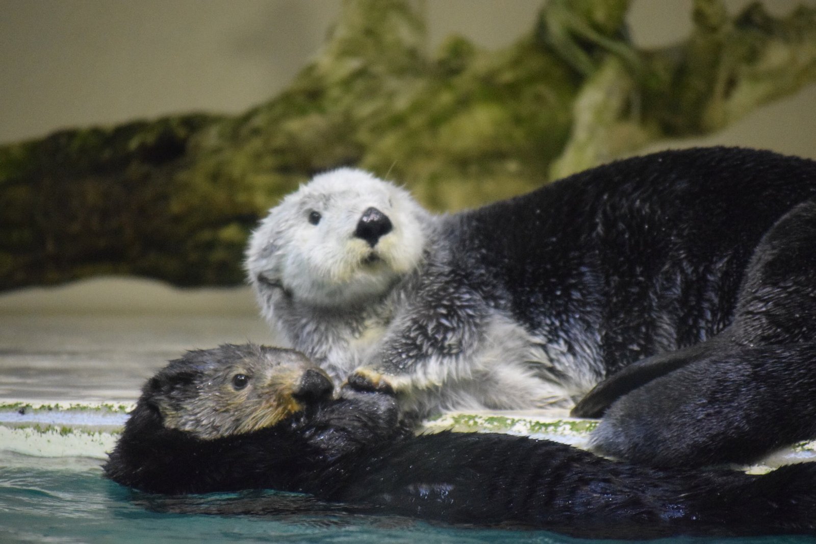 Let's take hands! - Otter, Otters, Milota, Animals, Sea otter