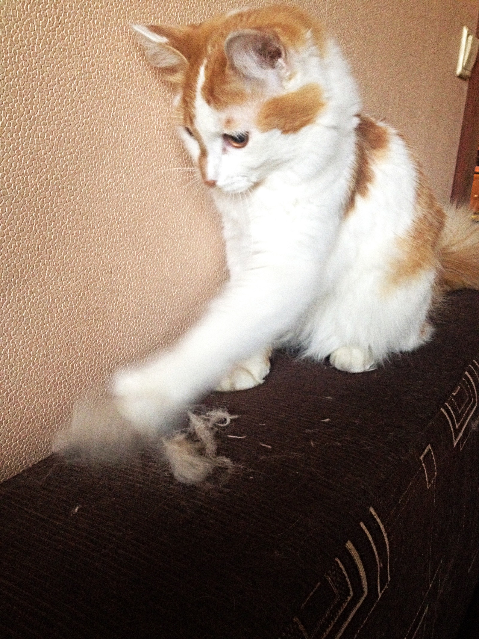 White-red dirty trick. - My, cat, Games, Photo, Funny, Longpost