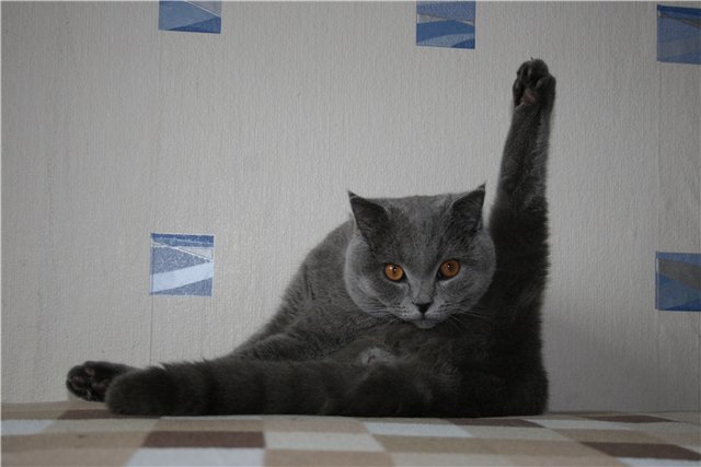 Cats are the best gymnasts! - My, cat, Gymnastics, Longpost