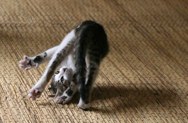 Cats are the best gymnasts! - My, cat, Gymnastics, Longpost