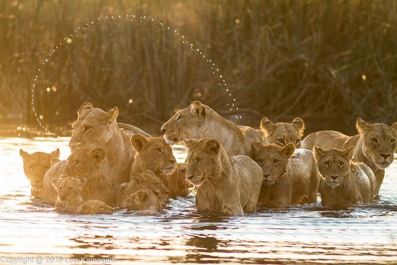 Lionesses bathe lion cubs of different ages and watch for possible danger... - Animals, a lion, Bathing, Observation