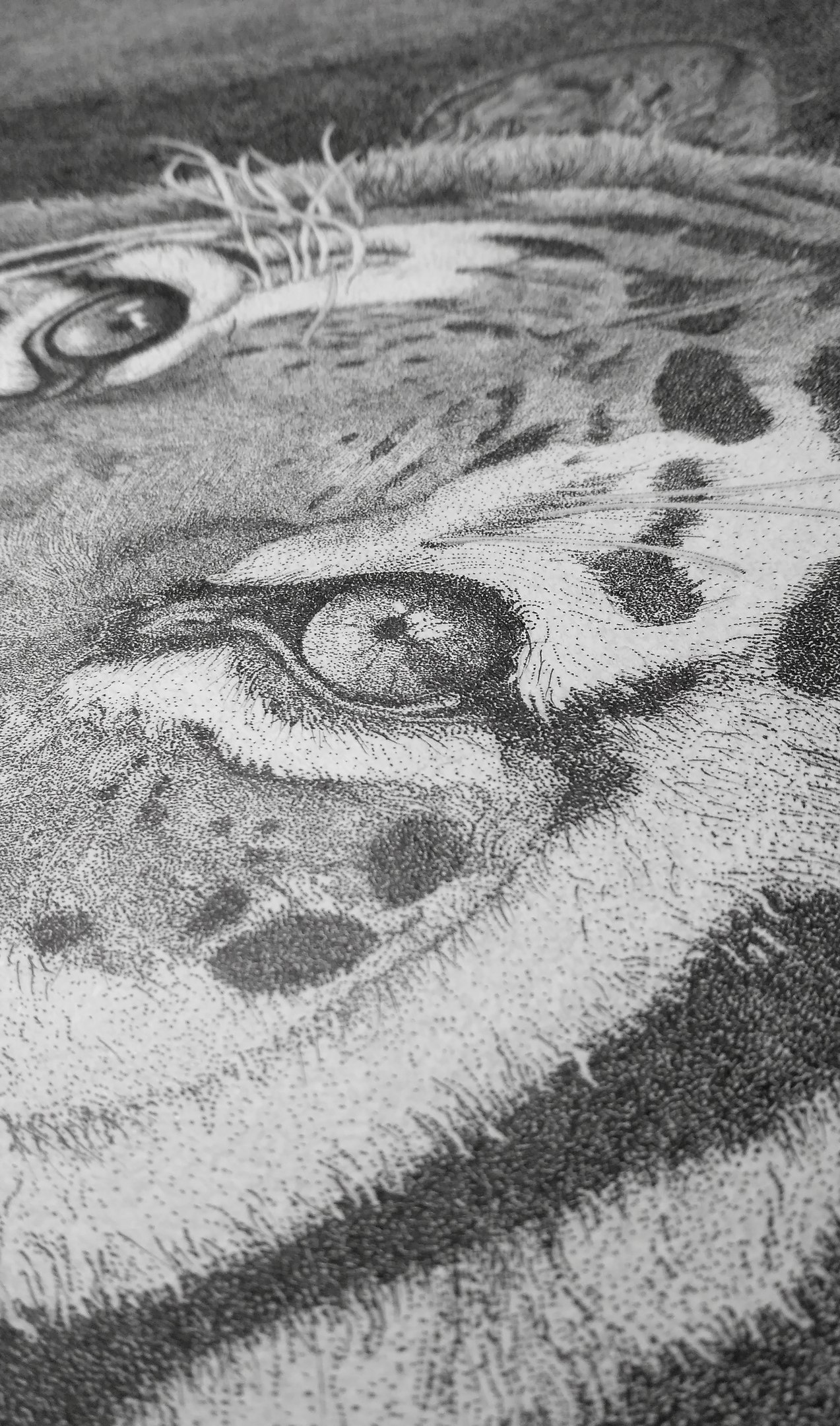 Tiger. (365 days of dotwork) - My, Drawing, Tiger, Dotwork, Graphics, , Longpost