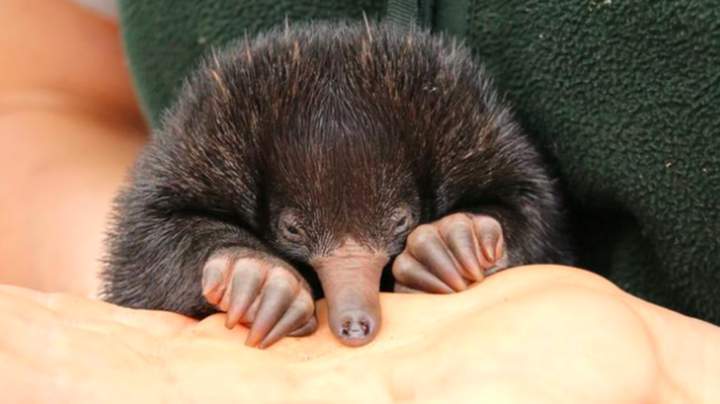 Echidna - , Animals, Paws