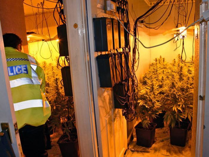 Vigilant neighbors helped discover a marijuana farm (9 photos) - Marijuana, Farm, Police, Longpost