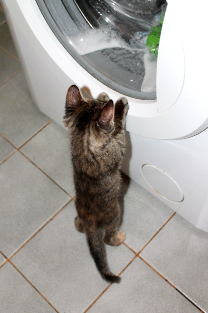 Checker - cat, Проверка, Washing machine, Washing, Photo, Bathroom