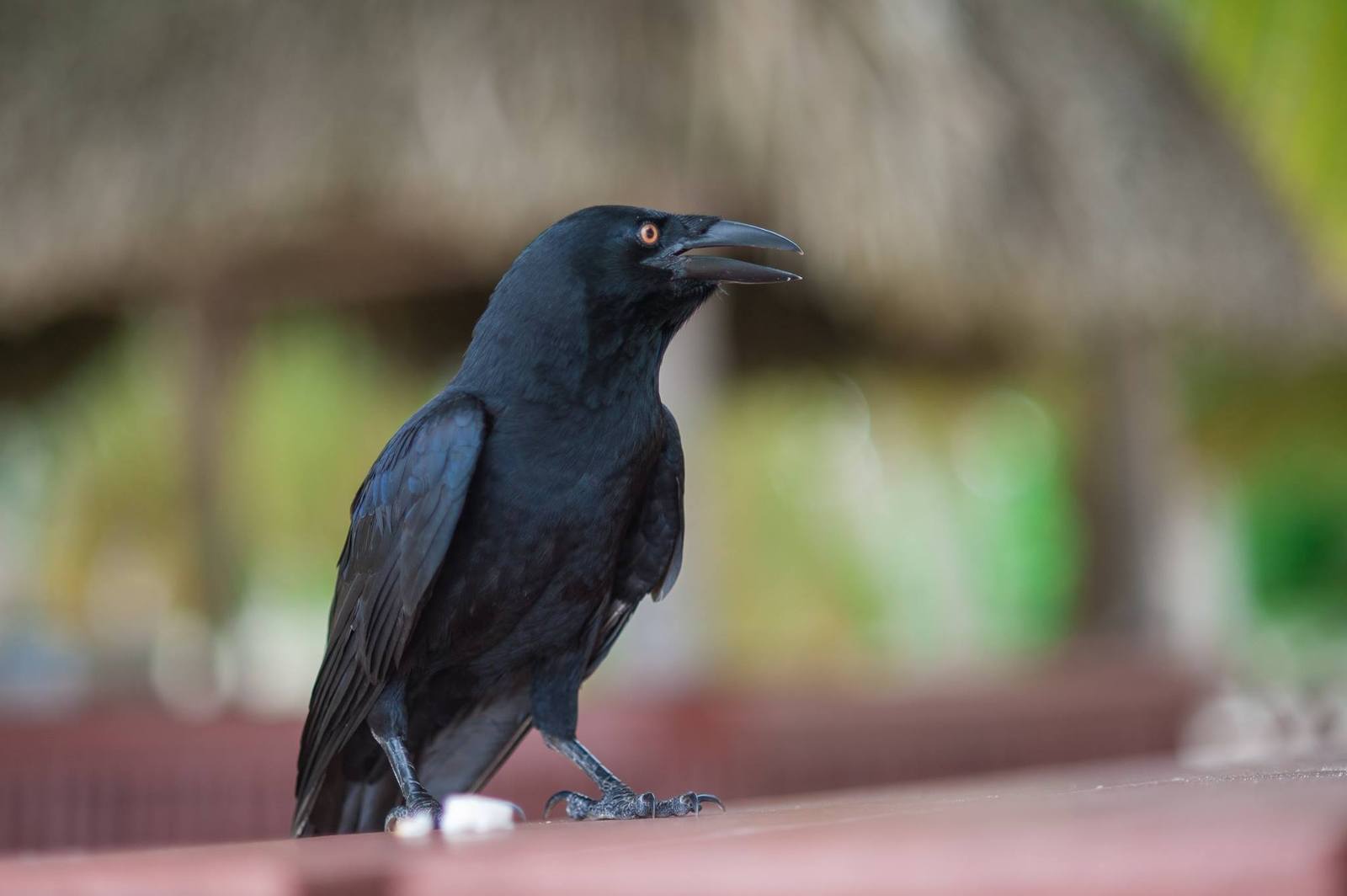 A friend at will - Mitrofan. - My, Crow, Photo, Friend, Longpost