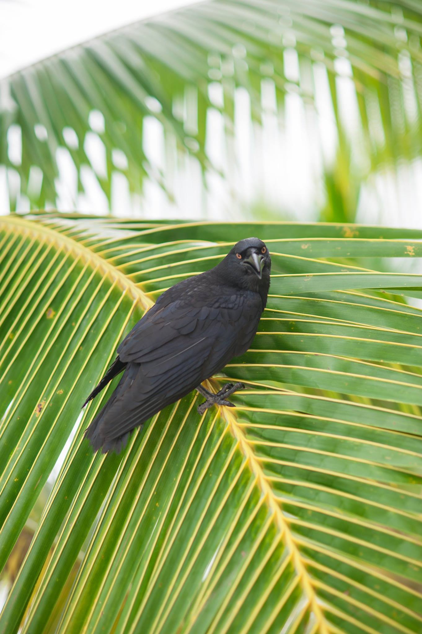 A friend at will - Mitrofan. - My, Crow, Photo, Friend, Longpost