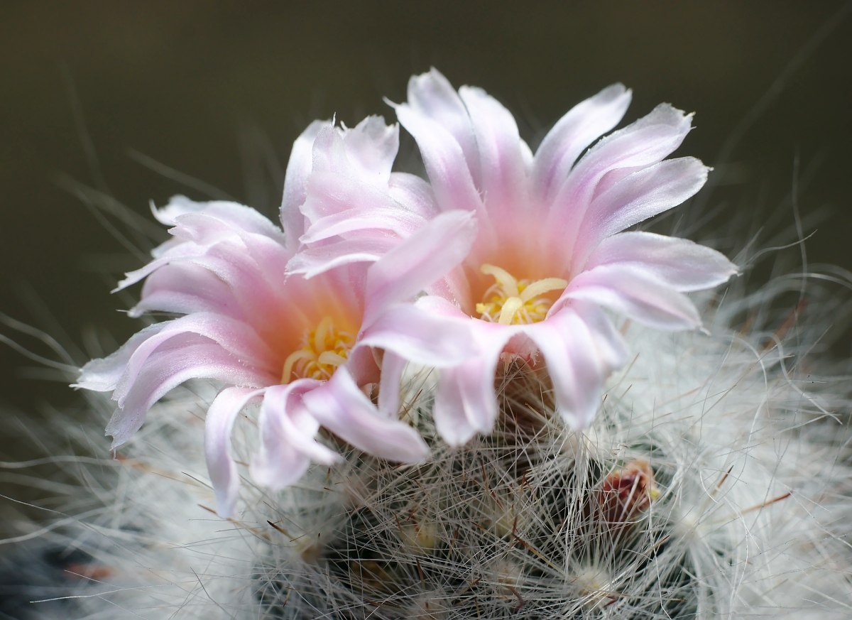Flowering of cacti - My, Photo, Cactus, Flowers, Sony NEX, Longpost