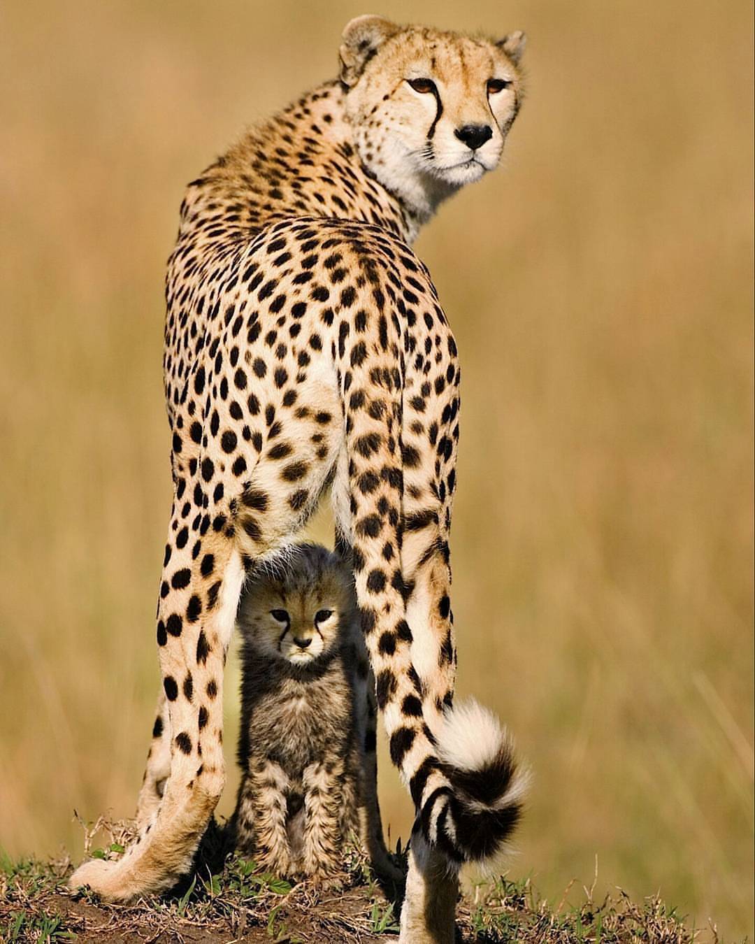 The safest observation post - Animals, Cheetah