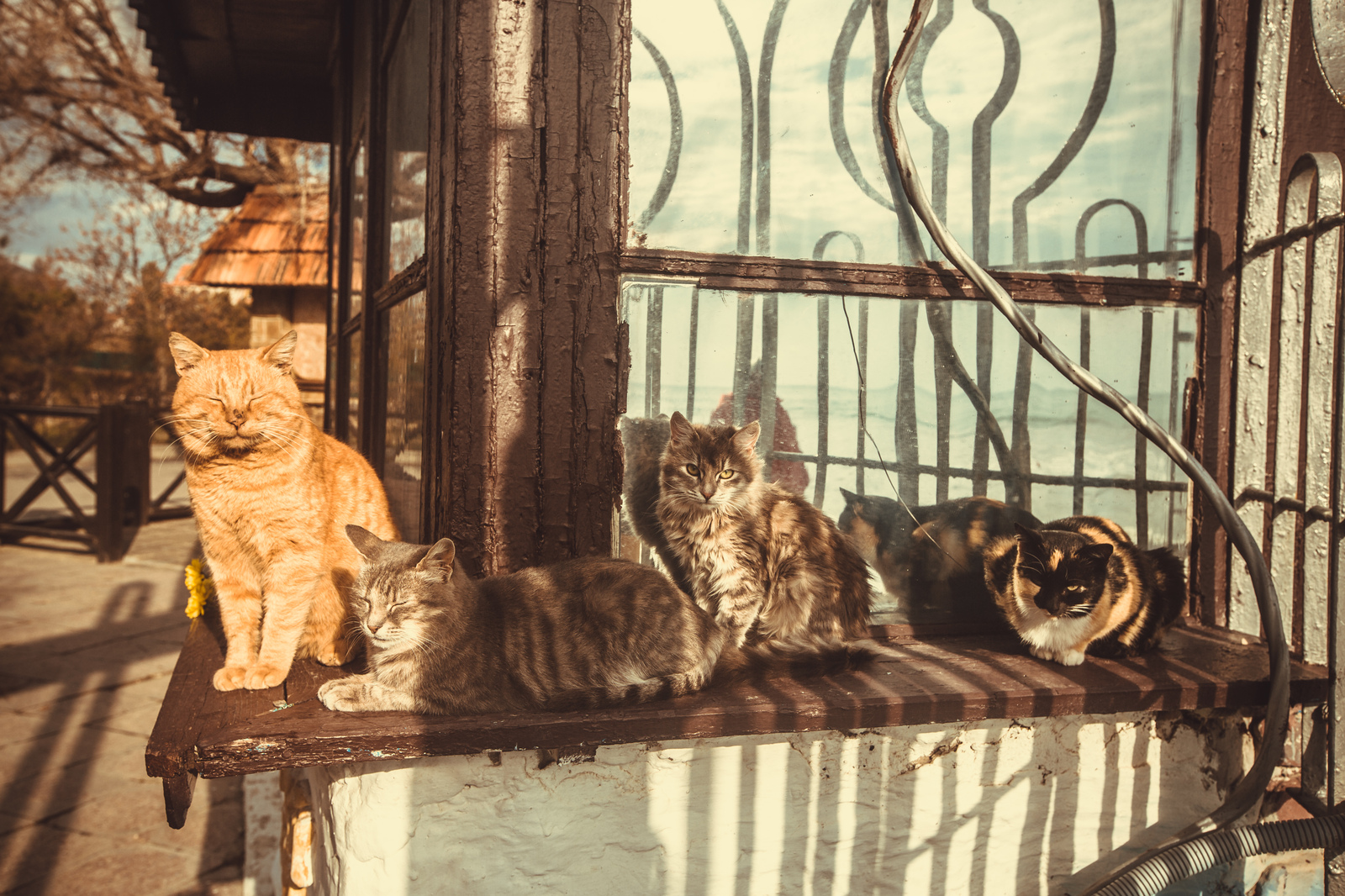 Autumn in Koktebel and some cats. - My, Photo, Crimea, Koktebel, cat, The mountains, Kara-Dag