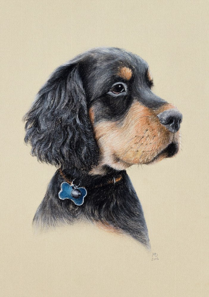 Zuli - My, Dog, Setter, Pastel, Drawing, Portrait, My