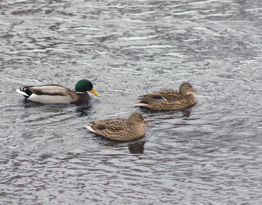 Ducks - My, Duck, Photo, Winter, River, My, Sony NEX, , Longpost