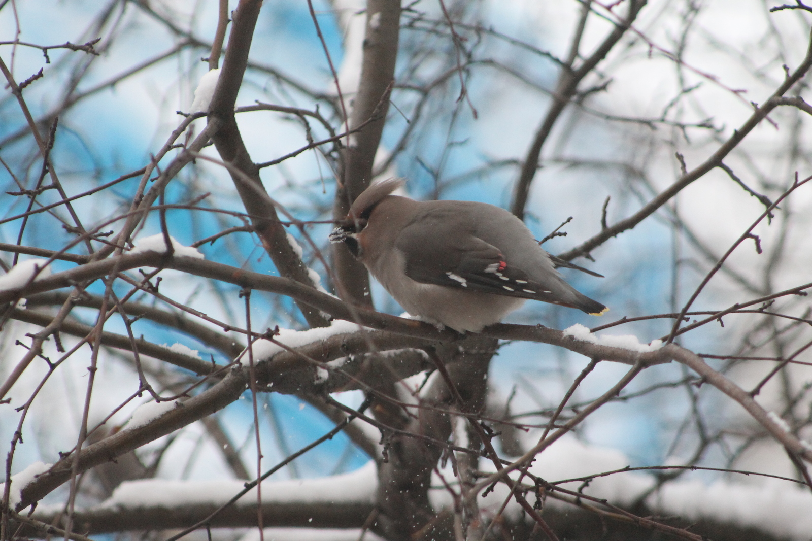 See what an important chicken - My, Svirestel, Birds, Photo, Outside the window, Longpost, Novokuznetsk