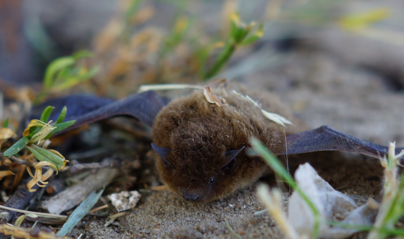 Pipistrelle - My, Bat, Pipistrelle, Vampires, Cheboksary, Sony