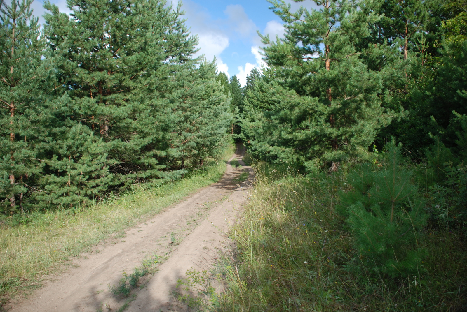 Walking in the forest with a camera, Part 1 - My, Photo, Forest, Tree, Nature, The nature of Russia, Longpost, 