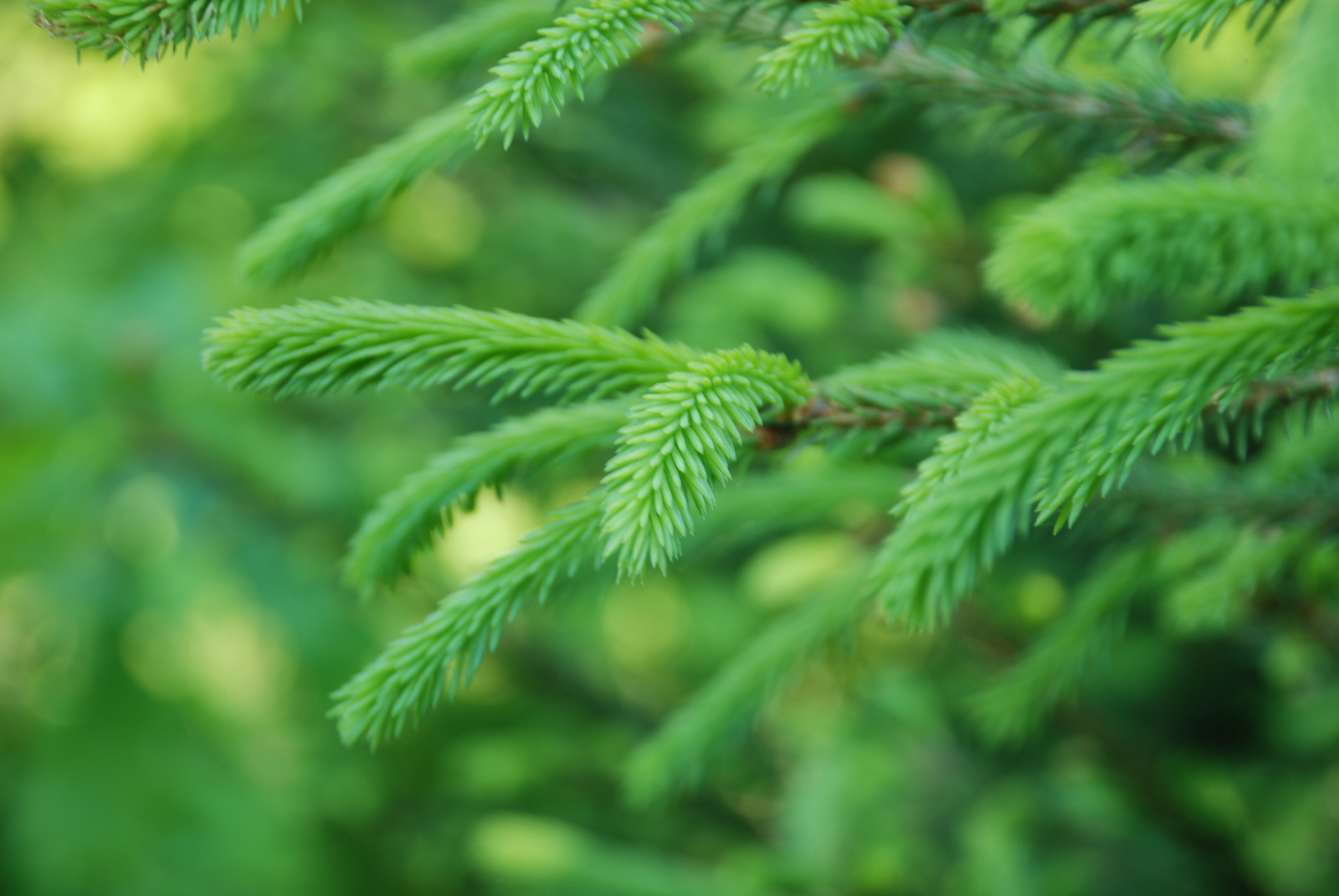 Walking in the forest with a camera, Part 1 - My, Photo, Forest, Tree, Nature, The nature of Russia, Longpost, 