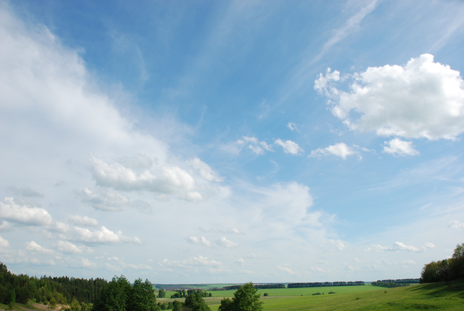 Walking in the forest with a camera, Part 1 - My, Photo, Forest, Tree, Nature, The nature of Russia, Longpost, 