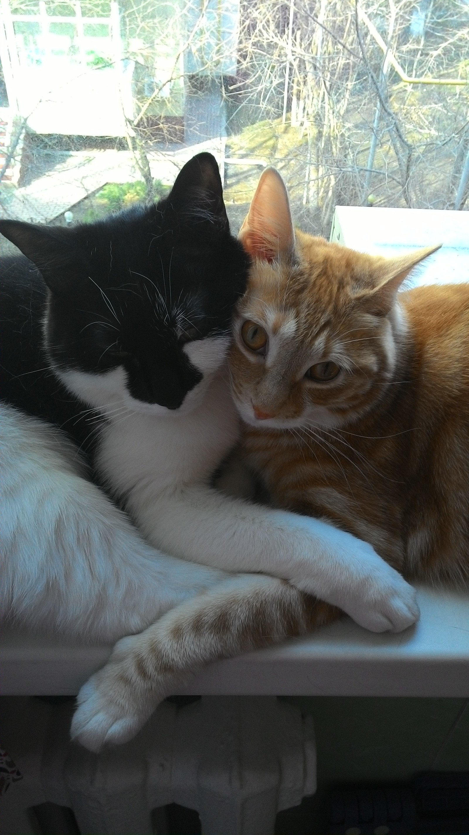 Hugs of Kuril Bobtails Zani and Foxy - My, Kurilian Bobtail, cat