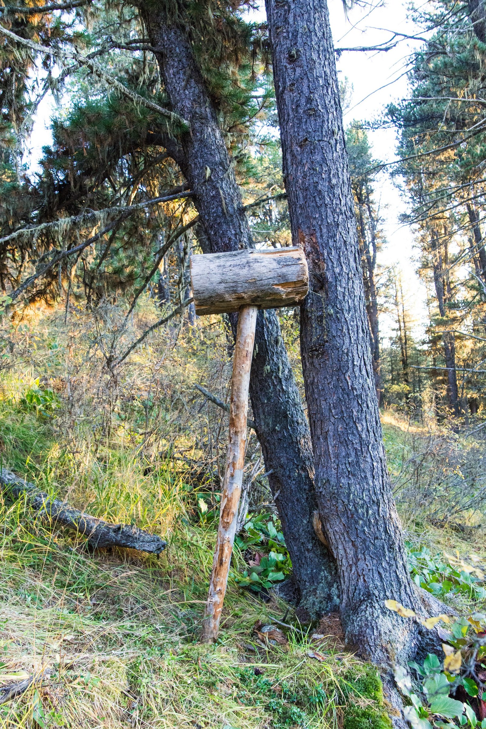 How I lived in the taiga - My, Taiga, Mountain Altai, Nature, Photo, Relaxation, Longpost, Altai Republic