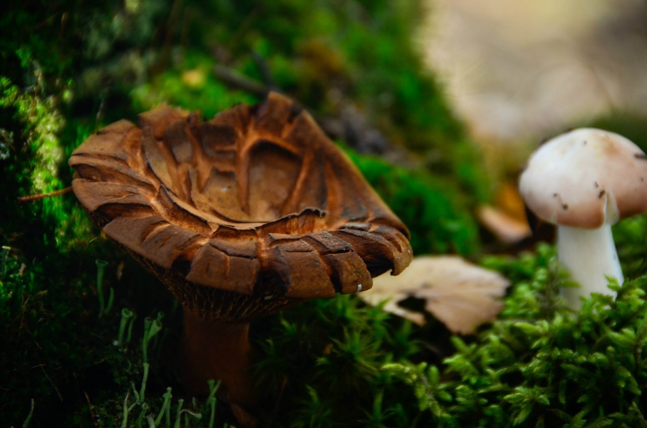 Autumn colors in your ribbon - My, Autumn, , Mushrooms, Longpost