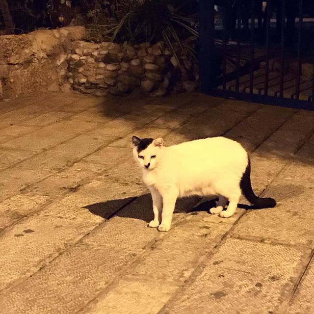 A friend took a picture in Tel Aviv (well, I don’t know what name to come up with) - cat, Adolf Gitler