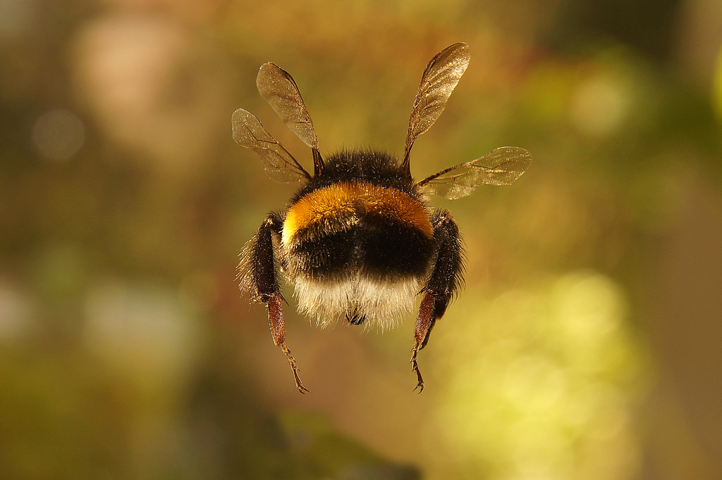 Shouldn't a bumblebee fly? - Bumblebee, Flight, Interesting, Longpost